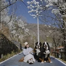 阿坝旅游 缩略图 6