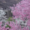 林芝旅游 缩略图 3
