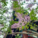 石家庄旅游 缩略图 10