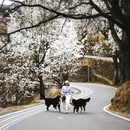阿坝旅游 缩略图 7