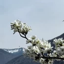 阿坝旅游 缩略图 3