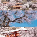 甘孜旅游 缩略图 7