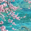 阿坝旅游 缩略图 1