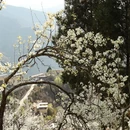 阿坝旅游 缩略图 17