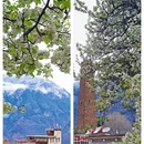 阿坝旅游 缩略图 1
