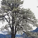 阿坝旅游 缩略图 2