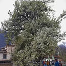 阿坝旅游 缩略图 3