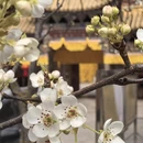 甘孜旅游 缩略图 3