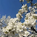 阿坝旅游 缩略图 2