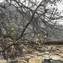 甘孜旅游 缩略图 8