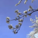 阿坝旅游 缩略图 9