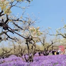 芜湖旅游 缩略图 2