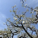 宿州旅游 缩略图 11