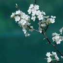 阿坝旅游 缩略图 8