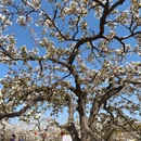石家庄旅游 缩略图 4