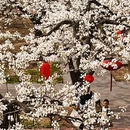 石家庄旅游 缩略图 2