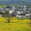 黄山旅游 缩略图 4