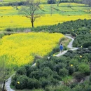 黄山旅游 缩略图 5