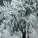阿坝旅游 缩略图 13