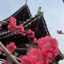 石家庄旅游 缩略图 16