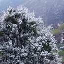 阿坝旅游 缩略图 4