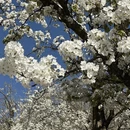 阿坝旅游 缩略图 6