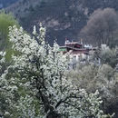 阿坝旅游 缩略图 9