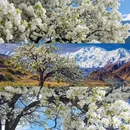 阿坝旅游 缩略图 1