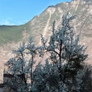 阿坝旅游 缩略图 10