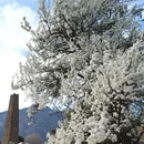 阿坝旅游 缩略图 1