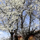 阿坝旅游 缩略图 3