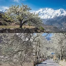 阿坝旅游 缩略图 3