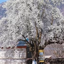 阿坝旅游 缩略图 1
