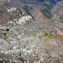 阿坝旅游 缩略图 7