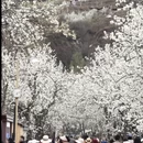 阿坝旅游 缩略图 9
