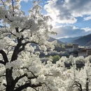 阿坝旅游 缩略图 6