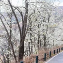 阿坝旅游 缩略图 10