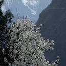 阿坝旅游 缩略图 15