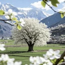 阿坝旅游 缩略图 5