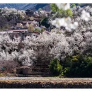 阿坝旅游 缩略图 8