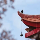 阿坝旅游 缩略图 3