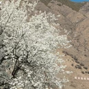 阿坝旅游 缩略图 8