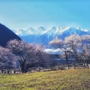 林芝旅游 缩略图 6