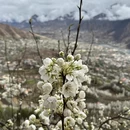 阿坝旅游 缩略图 2