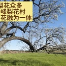 大理州旅游 缩略图 1