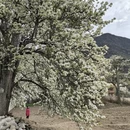 阿坝旅游 缩略图 4