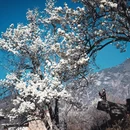 阿坝旅游 缩略图 11