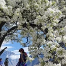 阿坝旅游 缩略图 1