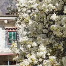阿坝旅游 缩略图 4