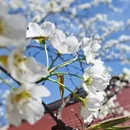 阿坝旅游 缩略图 2